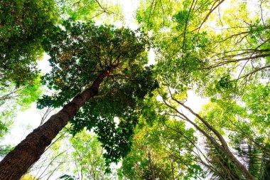 karınca bakışı orman background.forest ve çevre kavramı Resak Tembaga ağacı