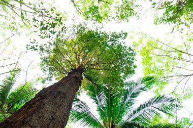 karınca bakışı orman background.forest ve çevre kavramı Resak Tembaga ağacı