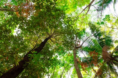 karınca bakışı orman background.forest ve çevre kavramı Resak Tembaga ağacı