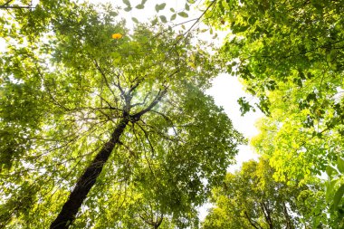 karınca bakışı orman background.forest ve çevre kavramı Resak Tembaga ağacı