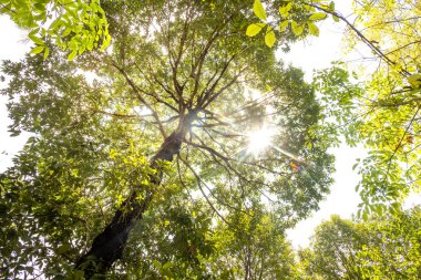 karınca bakışı orman background.forest ve çevre kavramı Resak Tembaga ağacı