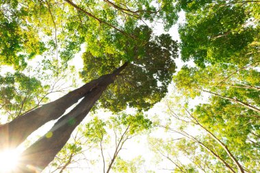 karınca bakışı orman background.forest ve çevre kavramı Resak Tembaga ağacı