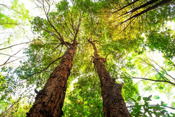 Vista Hormiga Del Árbol Resak Tembaga Selva Background Forest Concepto — Foto de Stock