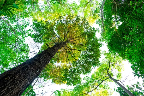 karınca bakışı orman background.forest ve çevre kavramı Resak Tembaga ağacı