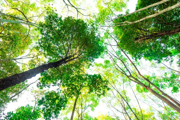 Ant Eye View Resak Tembaga Tree Jungle Background Forest Environment — Stock Photo, Image