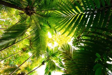 Alt görünümü orada yaprak ve dal ağaç isabet üst leaves.forest ve çevre concep aydınlatma