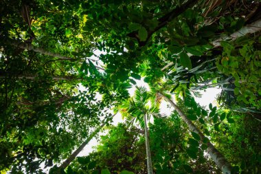 Alt görünümü palmiye ağacı orman ve branches.forest ve çevre kavram
