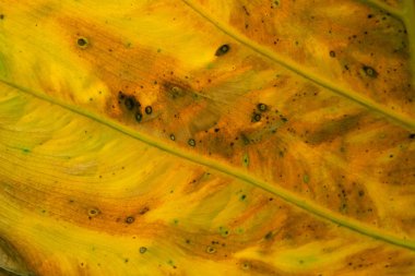 Yeşil yaprak tropikal dev taro yaprak doku