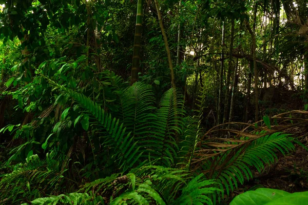Пышные Зеленые Папоротники Тропических Джунглях Таиланда — стоковое фото