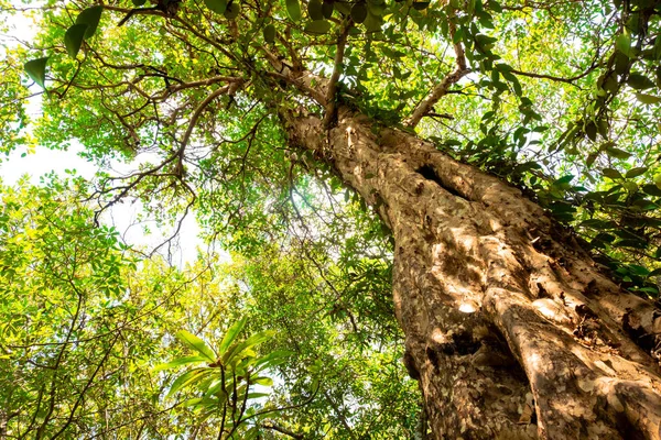 Vista Hormiga Del Árbol Nyireh Batu Xylocarpus Granatum Bosque Manglares — Foto de Stock