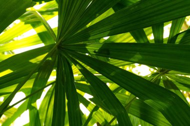 tropikal Fan palmiye yaprak texture.forest ve çevre kavramı