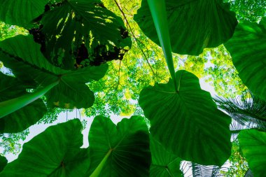 Alt görünümü yeşil yaprak kavramının tropikal dev taro yaprak texture.forest ve çevre