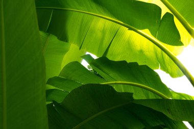 yeşil muz yaprak zemin üzerine beyaz background.forest ve çevre kavramı