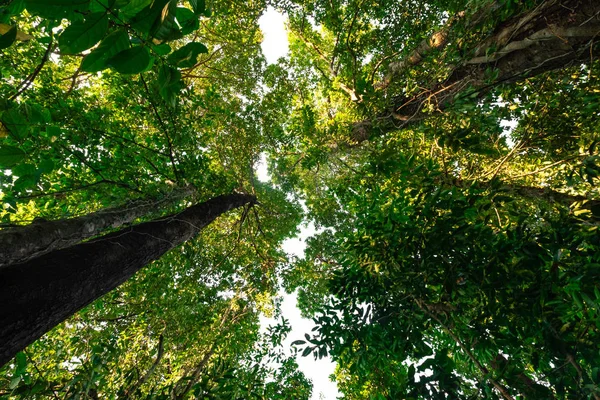 Vista Inferior Del Árbol Selva Iluminación Del Concepto Morning Forest — Foto de Stock