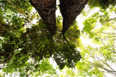 Orman ve aydınlatma morning.forest ve çevre kavramının Resak Tembaga ağacının alt görünümü