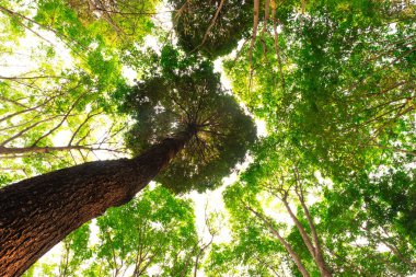 Orman ve aydınlatma morning.forest ve çevre kavramının Resak Tembaga ağacının alt görünümü
