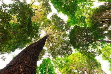 Orman ve aydınlatma morning.forest ve çevre kavramının Resak Tembaga ağacının alt görünümü