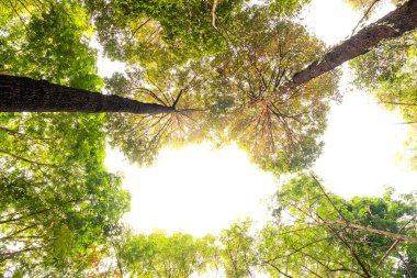 Orman ve aydınlatma morning.forest ve çevre kavramının Resak Tembaga ağacının alt görünümü