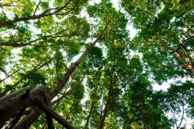 Orman ve aydınlatma morning.forest ve çevre kavramının mangrov ağacının alt görünümü