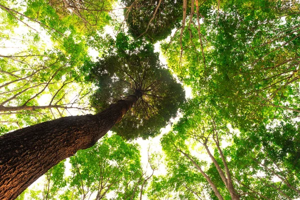 Vista Inferior Árvore Resak Tembaga Selva Iluminação Manhã Floresta Conceito — Fotografia de Stock