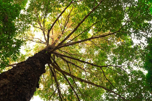 Vista Inferior Del Árbol Resak Tembaga Selva Iluminación Del Concepto — Foto de Stock