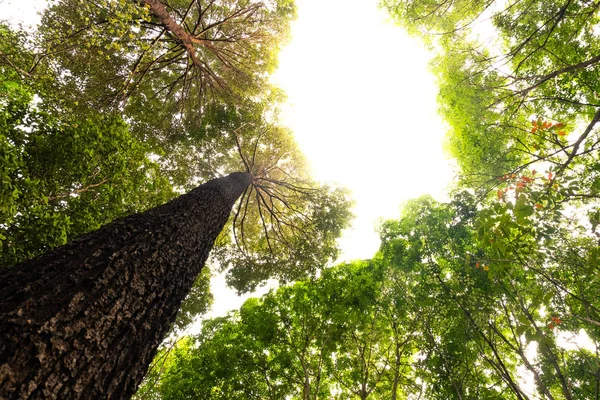 Vista Inferior Del Árbol Resak Tembaga Selva Iluminación Del Concepto — Foto de Stock