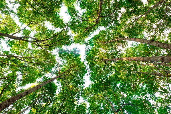 Pohled Zdola Mangrove Stromu Džungli Osvětlení Morning Forest Prostředí Koncepce — Stock fotografie