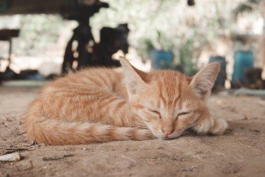 Sevimli küçük kırmızı kedi yavrusu uyku