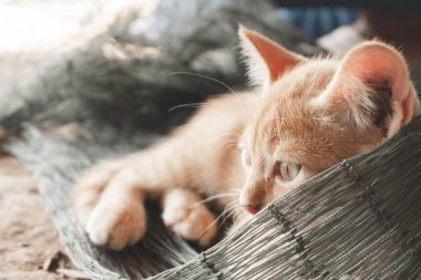 Sevimli küçük kırmızı kedi yavrusu uyku