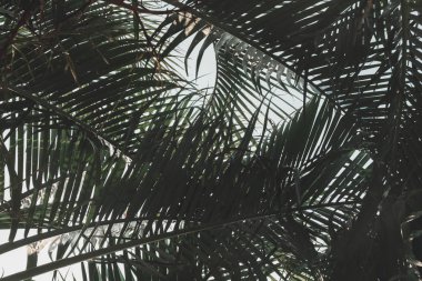 koyu palmiye arka plan bırakır