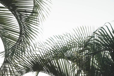 koyu palmiye arka plan bırakır