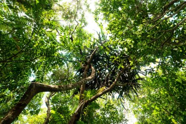 Tropikal orman.orman ve çevre kavramı dal ağacının alt görünümü