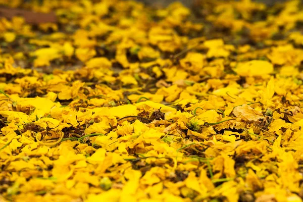 yellow flower Golden shower falling on ground