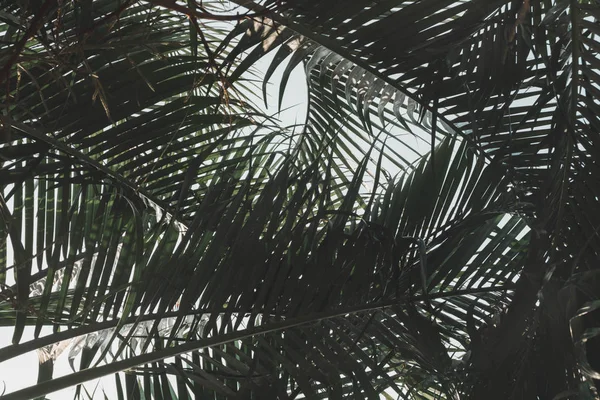 koyu palmiye arka plan bırakır