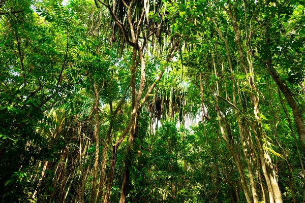 Vista Inferior Del Árbol Ramas Selva Tropical Bosque Concepto Medio — Foto de Stock