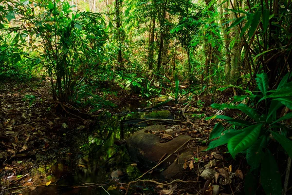 Pequeño Arroyo Fluye Entre Las Piedras Bosque Forest Tailandia Phang —  Fotos de Stock