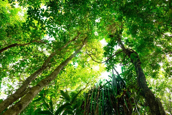 Vista Inferior Del Árbol Ramas Selva Tropical Bosque Concepto Medio — Foto de Stock
