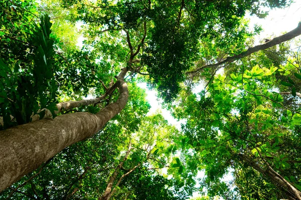 Vista Inferior Árvore Galhos Tropical Jungle Forest Conceito Ambiente — Fotografia de Stock