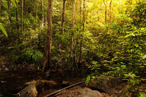 Iluminação Manhã Selva Pequenos Fluxos Riacho Entre Pedras Conceito Floresta — Fotografia de Stock