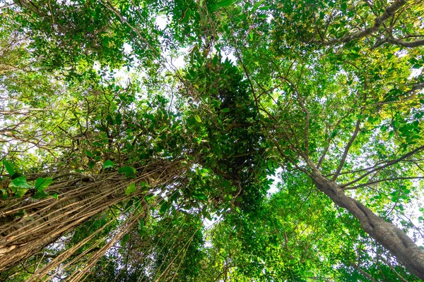 Bottom View Branch Tree Tropical Jungle Forest Environment Concept — Stock Photo, Image