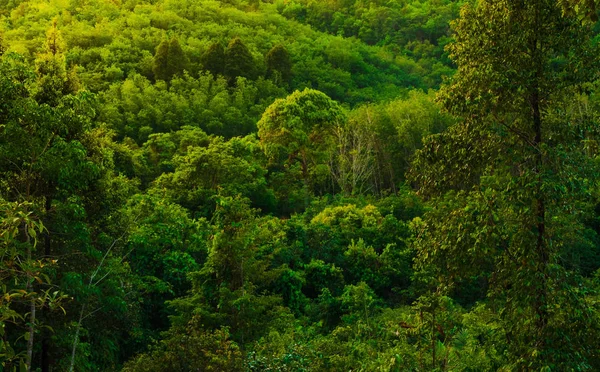 Yemyeşil tropikal orman arka planı. orman ve çevre kavramı
