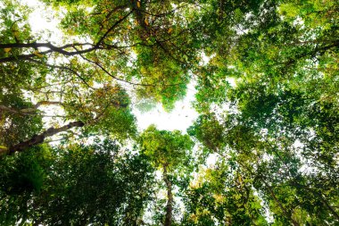Tropikal orman.orman ve çevre kavramı dal ağacının alt görünümü