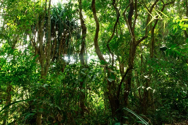 Vista Inferior Del Árbol Ramas Selva Tropical Bosque Concepto Medio — Foto de Stock