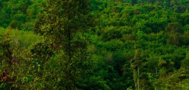 Yemyeşil tropikal orman arka planı. orman ve çevre kavramı