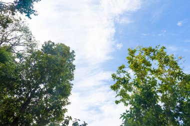 mavi gökyüzü.orman ve çevre kavramı üzerinde Cirrostratus bulut ile ormanda alt görünüm ağacı