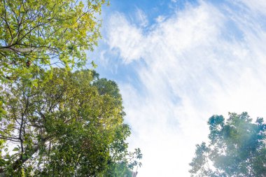 mavi gökyüzü.orman ve çevre kavramı üzerinde Cirrostratus bulut ile ormanda alt görünüm ağacı