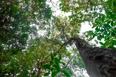 ormanda alt görüş ağacı çok az güneş ışığı geçiyor.orman ve çevre kavramı