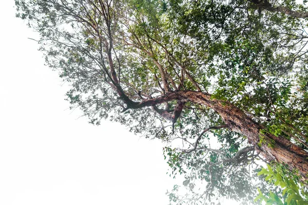 Baum Von Unten Dschungel Mit Weißem Hintergrund Wald Und Umweltkonzept — Stockfoto