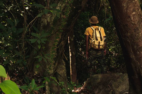 A man standing among jungle there is big tall tree with backpack. concept  of Travel Lifestyle and adventure in vacations alone into the wild tropical,forest in Thailand,Phang nga,Koh yao yai