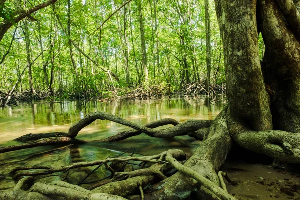 root of tree in mangrove there is Ecological diversity. forest and environment concept